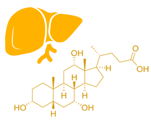 Icon of liver